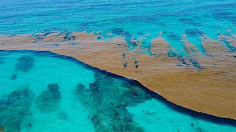 First Wave Of 2023' Sargassum Seaweed Has Reached Mexican Beaches