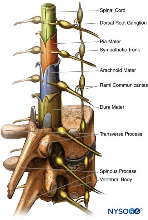 regional-anesthesia-Spinal-cord-with-meningeal-layers-dorsal-root ...