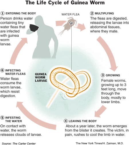 Ringworm Life Cycle