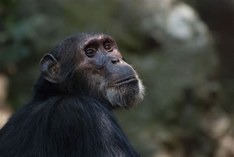 For Chimpanzees, Salt and Pepper Hair Not a Marker of Old Age | GW Today | The George Washington ...