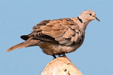 Eurasian Collared Dove Photos - Shanghai Birding 上海观鸟