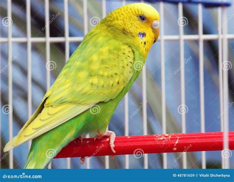 Green parrot in a cage stock image. Image of captivity - 48781659