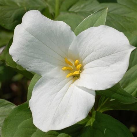 TRILLIUM GRANDIFLORUM SEEDS (White trillium, Great White trillium ...