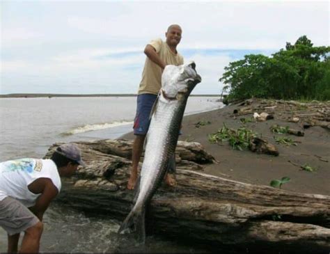 Costa Rica Fishing Charters | Tarpon fishing