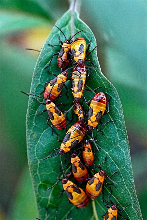 Milkweed Bugs Larvae | naturechirp