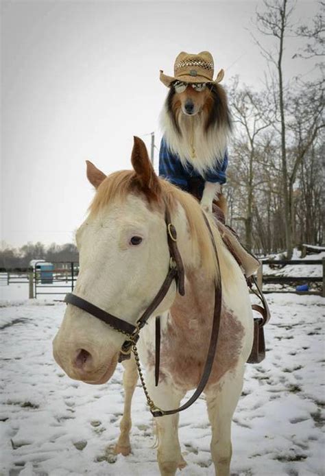 10 Impawsibly Cute Dogs Ride Horses and It is Mutherpuppin' Majestic - BarkPost