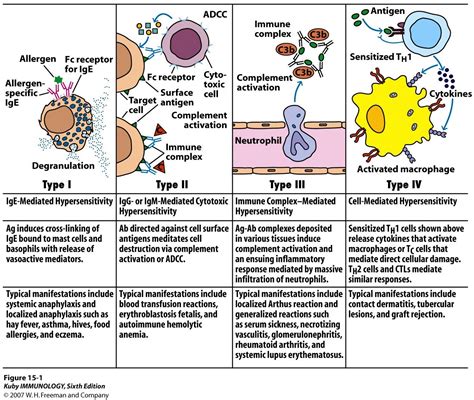 Medical school studying, Hypersensitivity reactions, Medical student study