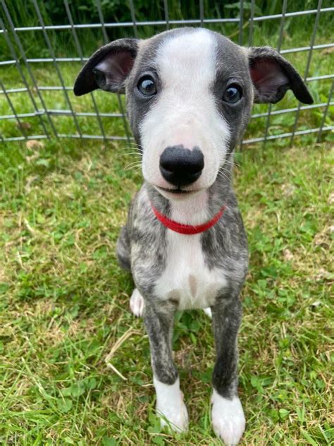 Whippet puppies KC blue brindle | in Kirkby-in-Ashfield ...