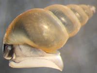 ODFW Oregon Invasive Species - New Zealand Mud Snail