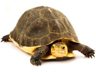 Chinese Box Turtle Facts (Yellow-Margined Box) - All Turtles