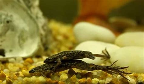 African Dwarf Frog Care: Diet, Tank Setup, Temperature, Breeding etc