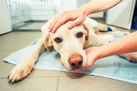 How can I tell if my dog has been poisoned? | Somerset County Emergency Vet