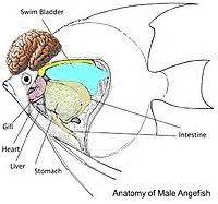 Male vs Female Angelfish | Re: Angels: male and/or female ? | Fresh Water Aquarium | Angel fish ...