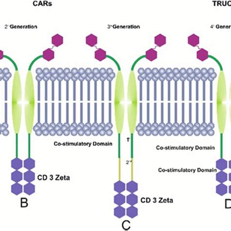 Schematic diagram of four generations of CAR T-cells. CAR T cells can... | Download Scientific ...