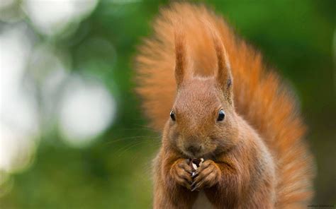 Beautiful Wallpapers for Desktop: African bush squirrel feeding HD ...