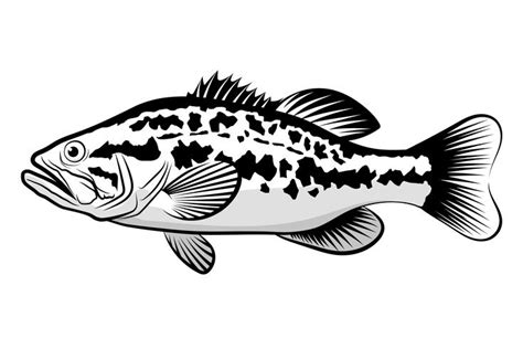 Bass fish line drawing style on white background. Design element for icon logo, label, emblem ...