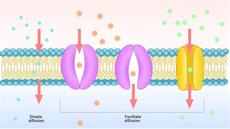 Types Of Membrane Transport