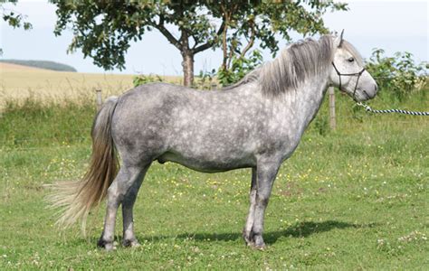 Rare Scottish pony breed is making a comeback - Horse & Hound