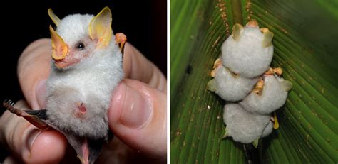 30 Species Of Bats That Look Too Bizarre To Be Considered Bats | Bored ...