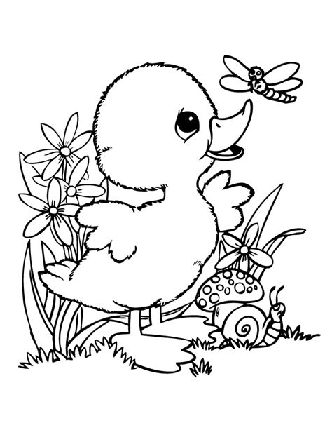 Duck Coloring Pages – Printable Coloring Pages