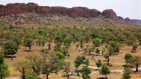 Africa’s ‘Great Green Wall’ could have far-reaching climate effects