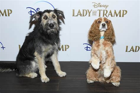 Dogs Hit The Red Carpet For 'Lady And The Tramp' Screening | LATF USA