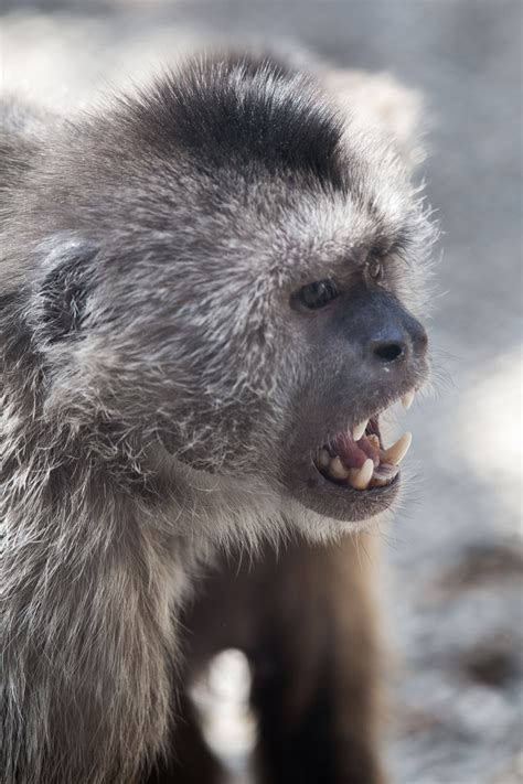 Screaming Monkey Free Stock Photo - Public Domain Pictures