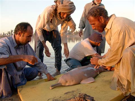 Indus River Dolphin Endangered Species