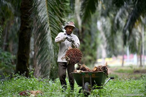 Malaysia’s palm oil yield to continue declining on labour shortage – MPOC