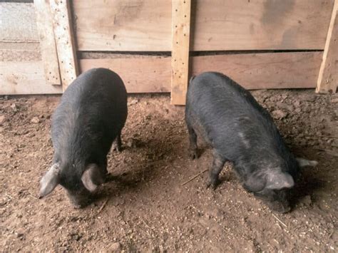 American Guinea Hog: Is This Small & Calm Breed Right For My Farm?