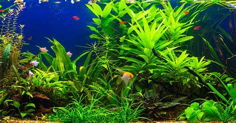 Do Live Plants Help Keep Aquarium Clean? - Aquariumia