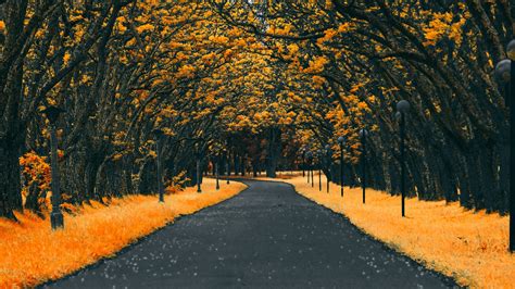 Autumn Road Nature 4k Wallpaper | UMAH GAMBAR