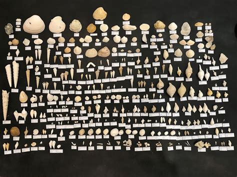 lot Comprising extensive Collection of Eocene Fossils from - Catawiki