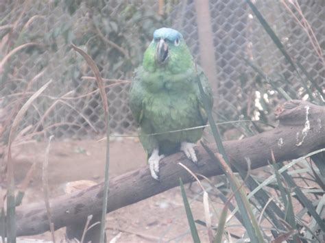 blue crowned mealy amazon parrot - ZooChat