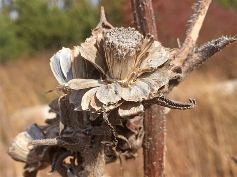 seed dispersal Archives - Dyck Arboretum