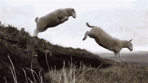 11 Sheep GIF - 11 Sheep Jumping - Discover & Share GIFs