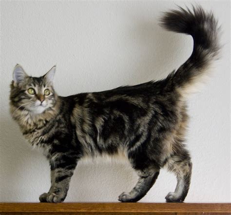 Maine Coon Cat – Purrfect Cat Breeds