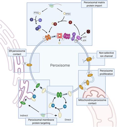 Frontiers | Comparative Genomics of Peroxisome Biogenesis Proteins: Making Sense of the PEX Proteins