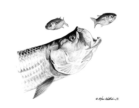 Pencil Art | Tarpon | Steve Whitlock Game Fish Art – Steve Whitlock Game Fish Art Inc