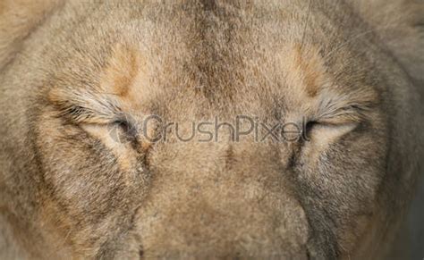 Female lion eyes close up - stock photo 1224385 | Crushpixel