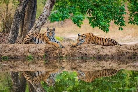 Kanha Tiger Reserve – India For Beginners