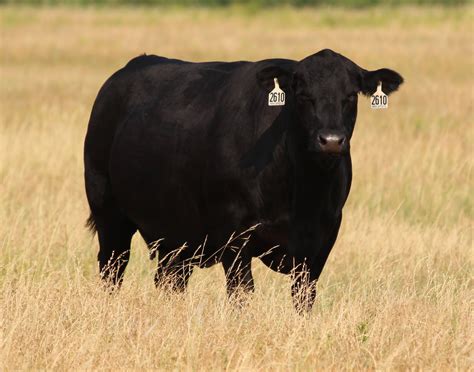 Buck Cattle Co. Blog: 12 Fall Calving Angus Cows FOR SALE!!