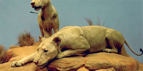 Tsavo Lions | Disney movie scenes, Lions, Animals