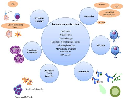 Frontiers | Optimizing Outcomes in Immunocompromised Hosts: Understanding the Role of ...