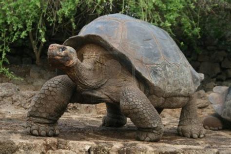 3147893-galapagos-giant-tortoise | uldissprogis