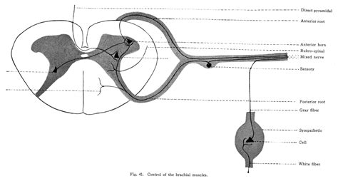 Anterior horn cells; Anterior Horn Neurons; Neurons, Anterior Horn; Neurons, Ventral Horn ...