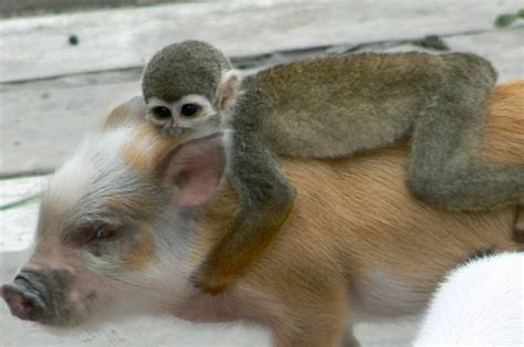 monkey riding on pig | Animal hugs, Baby animals, Animals friends