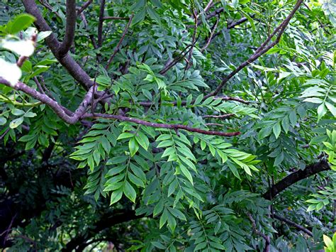 Spondias purpurea (Anacardiaceae) image 76804 at PhytoImages.siu.edu