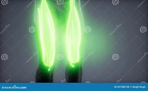 Thigh Muscles - Visible Muscle Anatomy Map Stock Photography | CartoonDealer.com #267385148