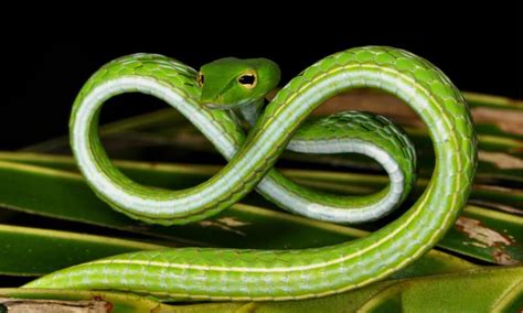 Discover the 10 Weirdest Snakes in the World - IMP WORLD